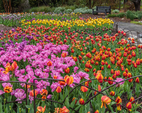 Jual Poster USA Gardens Tulips Many Descanso Gardens WPS
